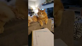 He's an ambitious wizard 😅 #animals #cat #catvideos #cute #cutecat #pets #funny #cuteanimals