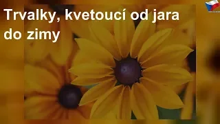 Zasaďte si trvalky, které pokvetou od jara do zimy