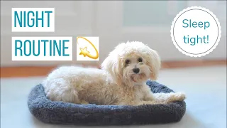 ROSCO'S NIGHT ROUTINE | Life With a Maltipoo Puppy