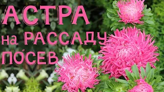 АСТРА 2022. ПОСЕВ СЕМЯН на рассаду. ВСХОДЫ АСТРЫ ЩЕТКОЙ  с этим СПОСОБОМ ПОСЕВА. ASTRA.