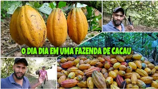 ROTINA DIÁRIA EM UMA FAZENDA DE CACAU NA BAHIA