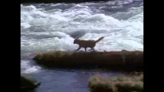 Sassy Going Over The Waterfall