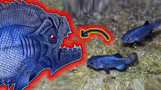 MUTANT FISH found in UNDERGROUND RIVER - The Devil's Hole