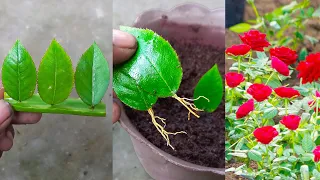 You will know one more way to propagate roses when you know this | Rose plant from Rose leaves