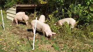 How we use pigs as a tool on our farm