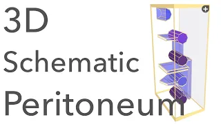 Peritoneum - 3D Schematic Anatomy & Relations