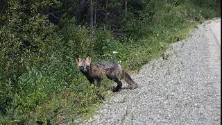 Beautiful Curious Fox