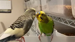 Budgie Capers ~ Mealworm Buffet Bandits!