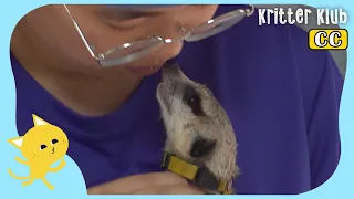 Thought To Be Abandoned Meerkat… Reunites With His Guardian?! (Part 2) l Kritter Klub