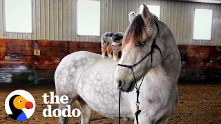 Dog Refuses To Come Down From His Favorite Horse | The Dodo Odd Couples