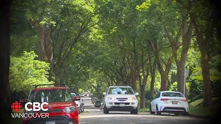 The cooling effects of urban tree canopies