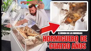 4 años haciendo crecer un hormiguero ! El mundo de las Hormigas - Messor barbarus