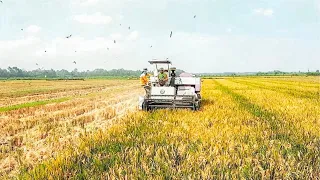 The rice is good. the results are abundant | rice harvesting machine, modern rice harvesting