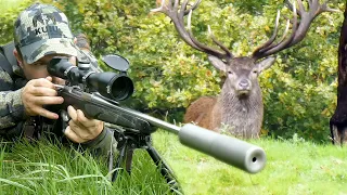 HUGE Red Stag Hunt