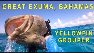 Bahamas Exuma Yellowfin Grouper - 1 second left and nothing but pole spear.