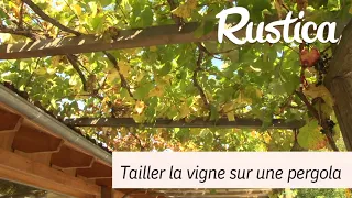 Conduite et taille d une vigne sur une pergola