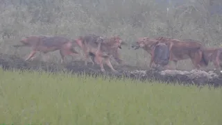 What are they Doing ? Golden Jackal-sheyal meeting 2022