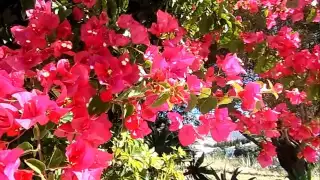 Бугенвилия, бугенвиллия, Bougainvillea, buganvilia, le bougainvillier, les bougainvilliers