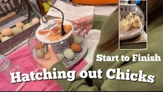 Hatching Chicks | Is it too EARLY? | Smart Incubator | Start to Finish