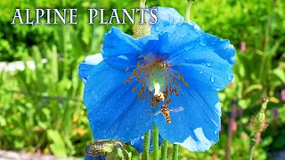 Blooming Alpine plants at an Altitude of 1,515 meters. Hakuba Goryu  #コマクサ #青いケシ #白馬五竜高山植物園 #4K