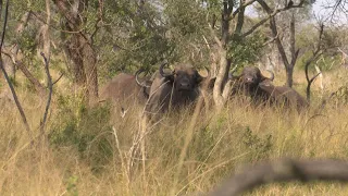 Hunting African Buffalo in South Africa