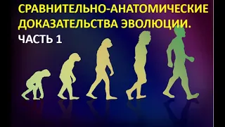 9. Сравнительно-анатомические доказательства эволюции. Часть 1