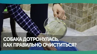 Собака дотронулась, как правиль очиститься?