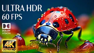 ANIMALS BEAUTIFUL - 4K HDR 60fps Dolby Vision with Animal Sounds & Calming Music (Colorful Dynamic)