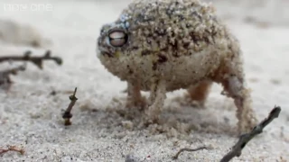 Desert Rain Frog Ye Boi