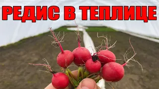 Редис в теплице пережил морозы - 28. Редис Селеста зимой !