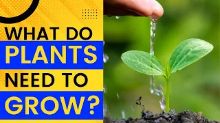 What foods do plants need to grow?