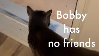 My cat can’t have friends