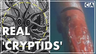 7 Real Animals Mistaken for Cryptids