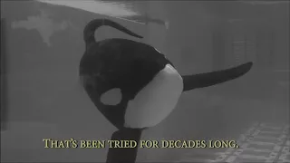 Tilikum's Song