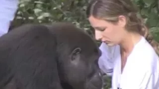 Ein Mädchen trifft einen Gorilla wieder, den sie seit 12 Jahren nicht mehr gesehen hat.