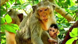 Casi Monkey Grooming Baby Monkey Celine, Baby Celine Feeding Full Milk | Sounds Monkey