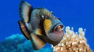 Getting Attacked by a Titan Triggerfish