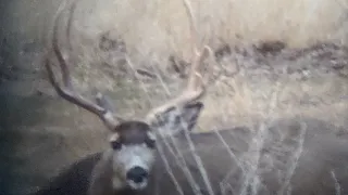 2019 Mule Deer Buck's on the Winter Range