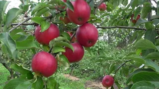 РЕКОЛОР и СИНТА /Превосходные десертные сорта яблонь