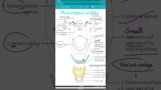 Easy trick to remember Pharyngeal Arch|| #anatomy #headandneckanatomy #viral#mbbs #trending #shorts