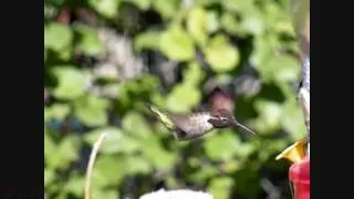 Anna's Hummingbird male slow motion 300fps V06948