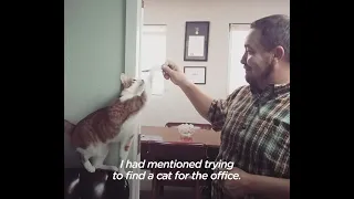 Cat Who Lives In A Police Station Keeps A Close Eye On All The Officers