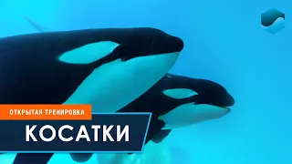 Тренировка косаток у стекла