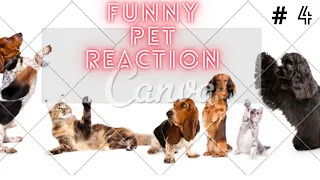 Hilarious Pet Video To Spice Up Your Weekend - Funny Pet Reaction ! funny Pets Reaction # 4