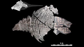 The World's Best Preserved Armoured Dinosaur