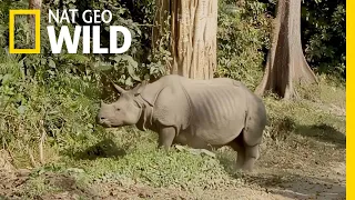 Protecting Rhinos in Kaziranga National Park | Nat Geo WILD