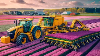 How over 3 billion tulip bulbs are grown and harvested! Tulip growing technology.