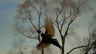 Pheasant Hunt with ShotKam