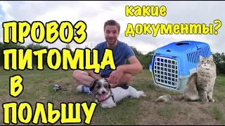 ВЫВОЗ ЖИВОТНЫХ В ПОЛЬШУ. КАКИЕ ДОКУМЕНТЫ НУЖНЫ?