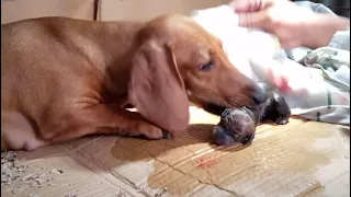 Mini dachshund Dog Giving birth.